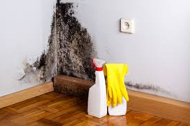 Reliable Hermantown, MN Mold Removal & Remediation Solutions